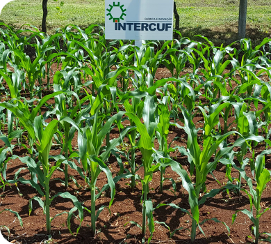 Intercuf: 70% mais produtividade com SAP Business One